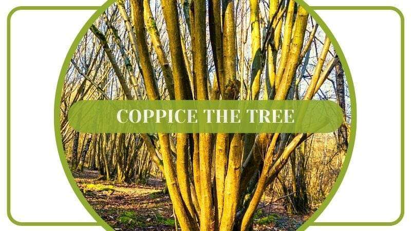 Coppice the Tree