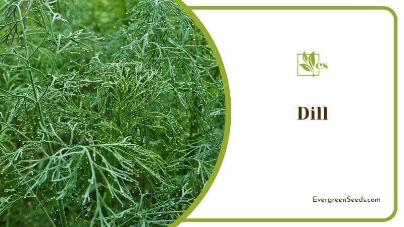 Dill Looks Like Fennel Nutritious Plant