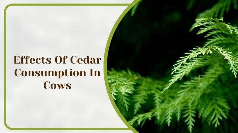 Effects Of Cedar Consumption In Cows