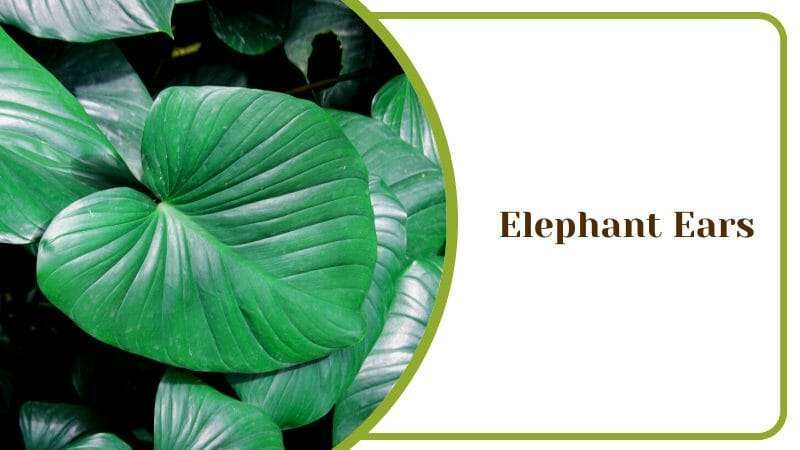 Elephant Ears Fantastic Indoor Houseplant