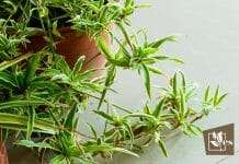 Exciting Plants Similar to Spider Plant