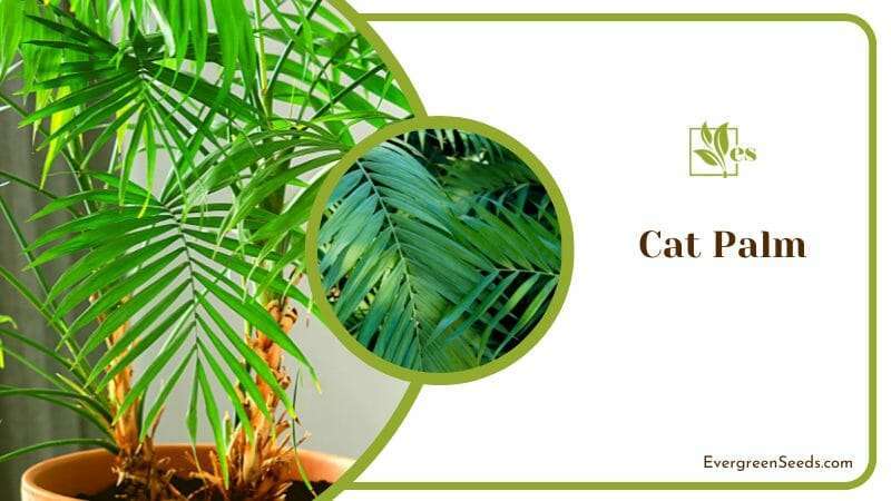Fancy and Deep Green Cat Palm Plant