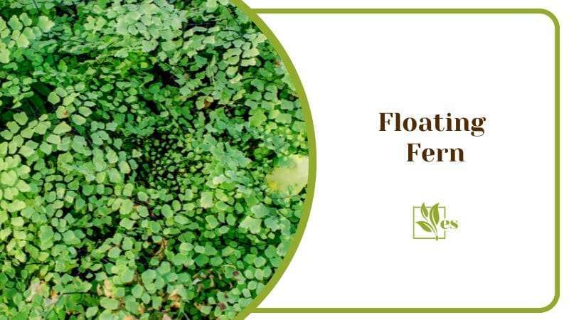 Floating Fern Water Floating Plant in Green Small Leafed Growth