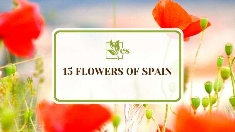 Flowers of Spain for Inspiration of Garden