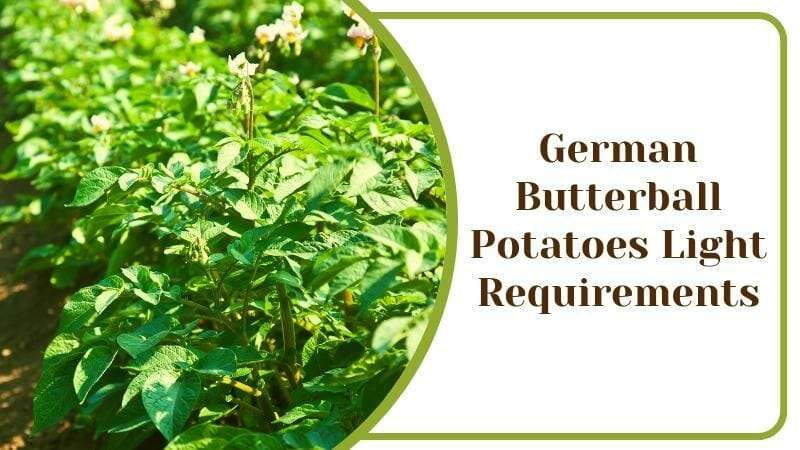 German Butterball Potatoes Light Requirements