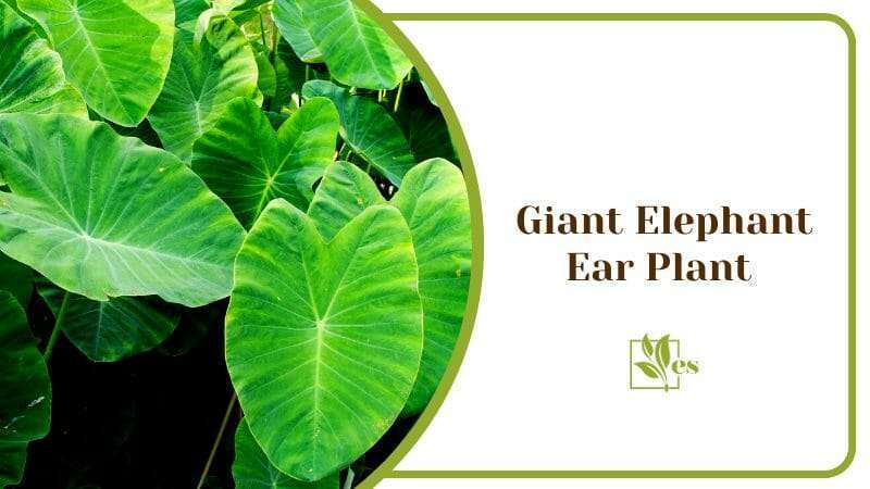 Giant Elephant Ear Plant Needs Plenty of Water Big Plants Outdoors