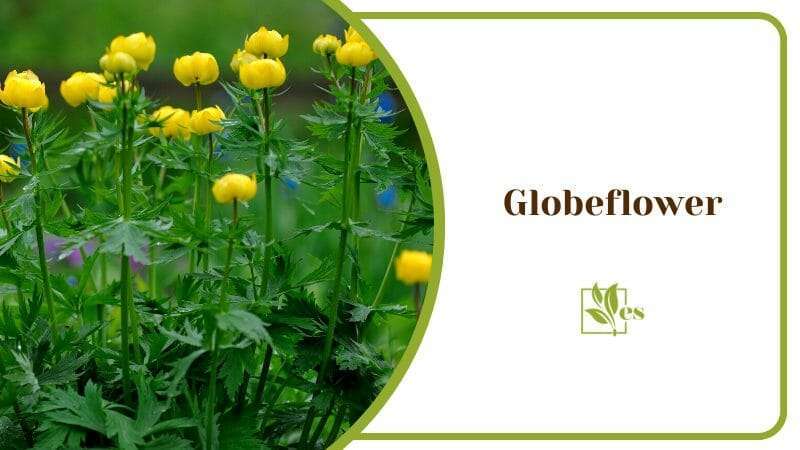 Globeflower With Yellow Flowers Thrives in Wet Soils