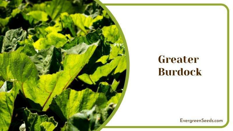 Greater Burdock Medicinal Herb Common Garden Plant