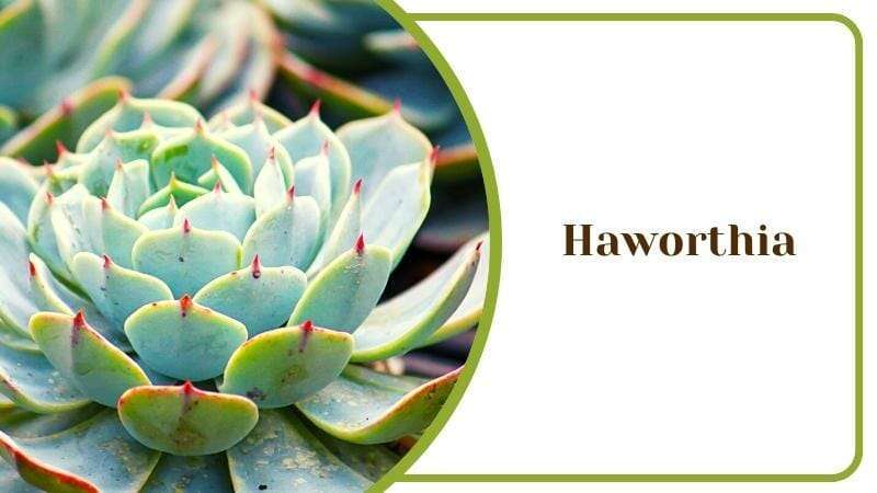 Haworthia Fasciata