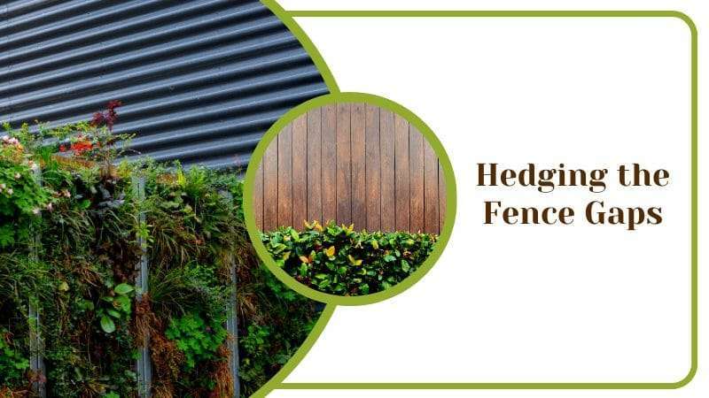 Hedging the Fence Gaps Ideas for Garden and Pools Outdoor Protection