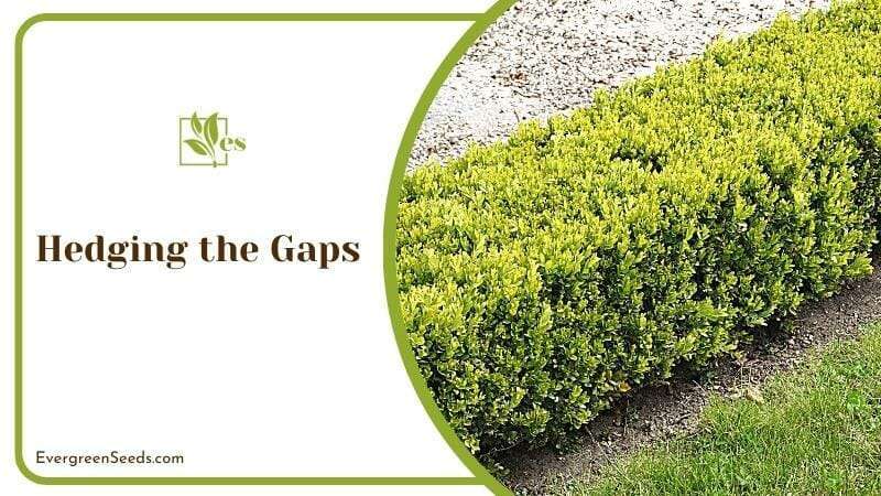 Hedging the Gaps
