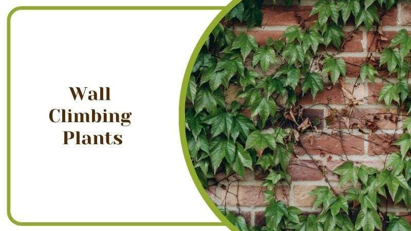 Hide Unsightly Fence With Wall Climbing Plants
