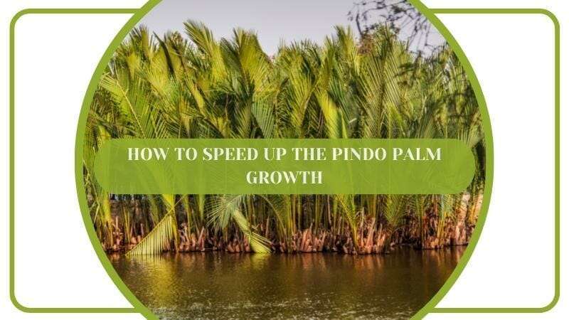 How To Speed Up Pindo Palm Growth