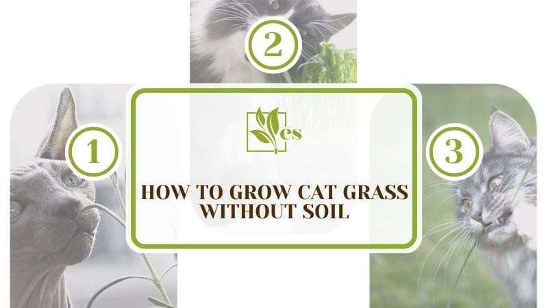 How to grow cat grass without soil without difficulty