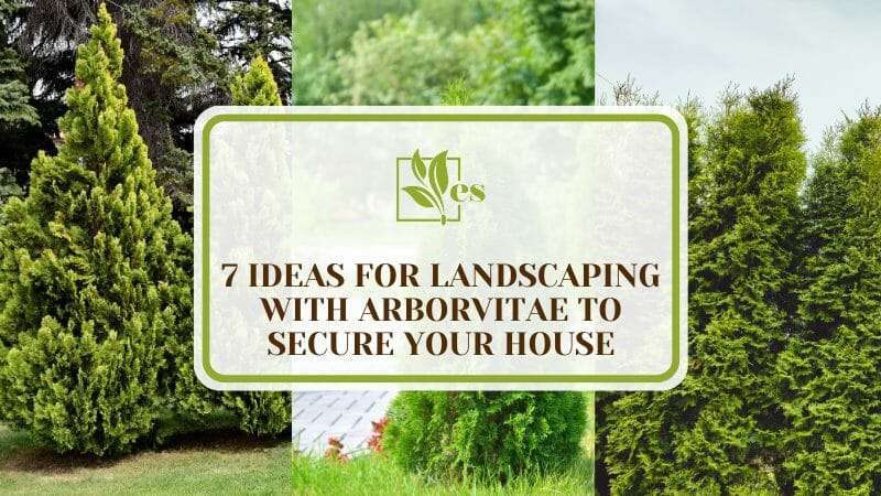 Ideas for Landscaping With Arborvitae