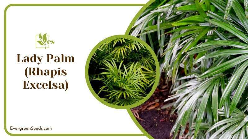 Indoor Attractive Green Foliage Lady Palm