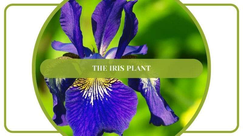Iris Purle Flower Bloom