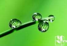 Is Hard Water Bad for Plants Complete Guide