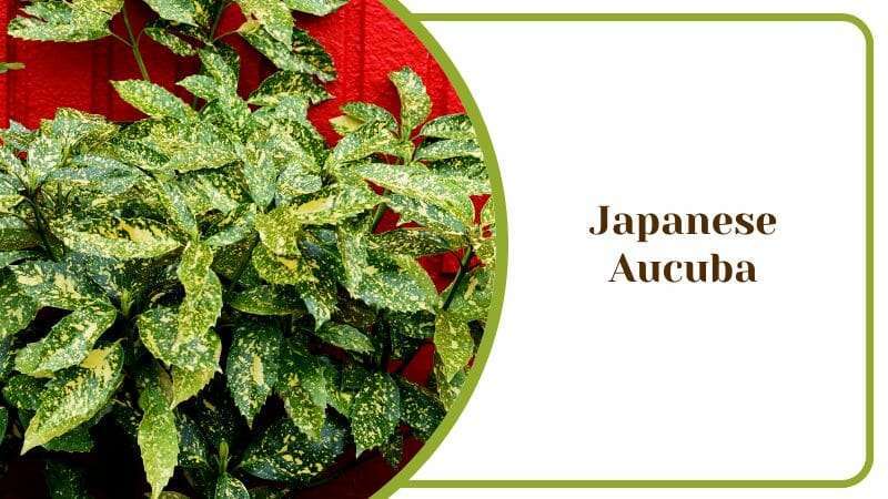 Japanese Aucuba Japonica Indoor Plant