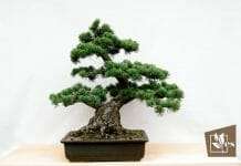 Japanese Bonsai Tree Dry Soil Pot