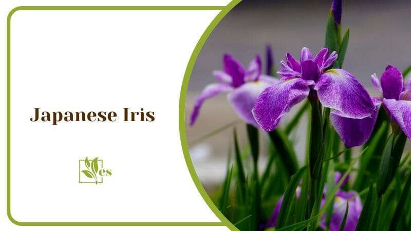 Japanese Iris with Purple Flower and Spiky Green Leaves Plants That Soak Up Water
