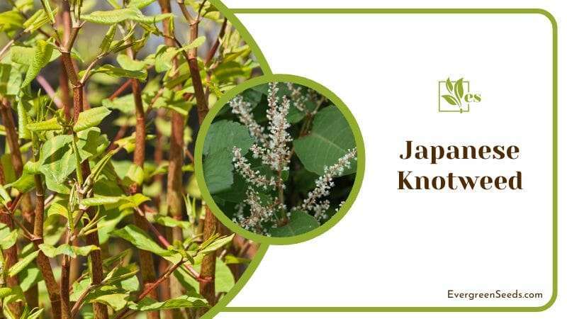 Japanese Knotweed Bamboo Plant