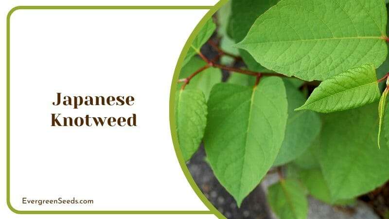 Japanese Knotweed Reynoutria japonica