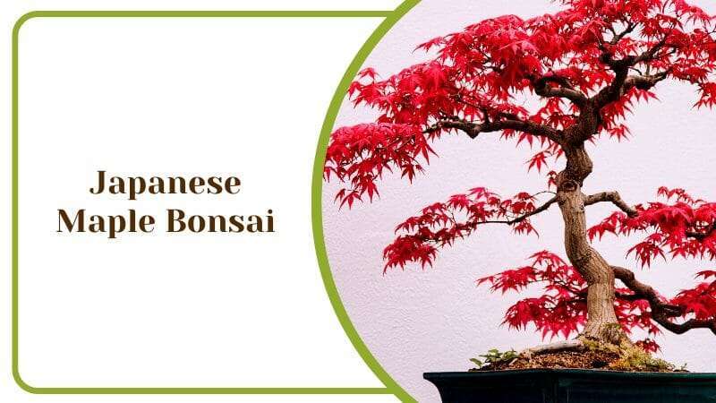Japanese Maple Bonsai Acer Palmatum Tree
