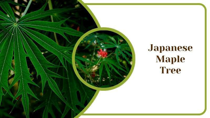 Japanese Maple Tree Jatropha Multifida Similar to Cannabis Green Leaf