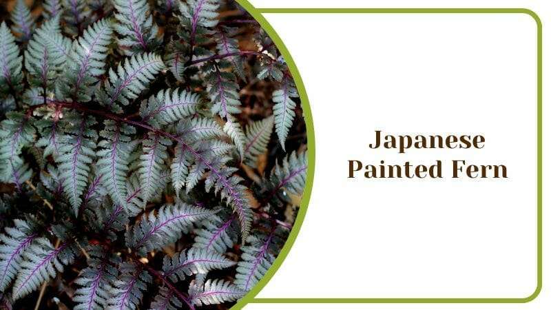 Japanese Painted Fern Athyrium Niponicum House Plant