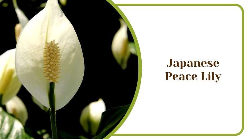 Japanese Peace Lily Spathiphyllum Minimalistic House Plant