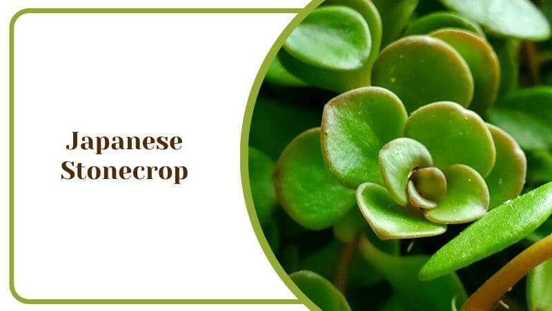 Japanese Stonecrop Light Loving Plant