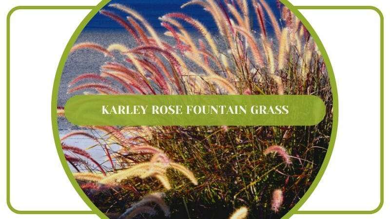 Karley Rose Fountain Grass Lilac Color