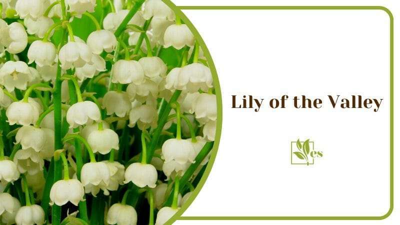 Lily of the Valley With Group White Flowers Plants That Soak Up Water