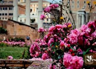 List of the Best Italian Roses for Garden
