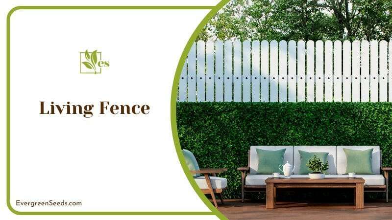 Living Fence Backyard Landscaping Ideas