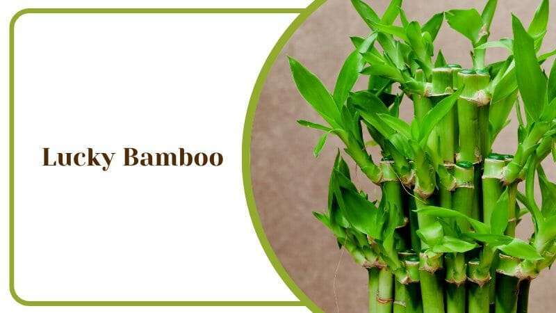 Lucky Bamboo Asian Plant Feng Shui