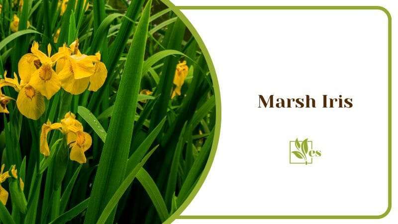 Marsh Iris Beautiful and Green Plant For Outdoor and Indoor Aquariums