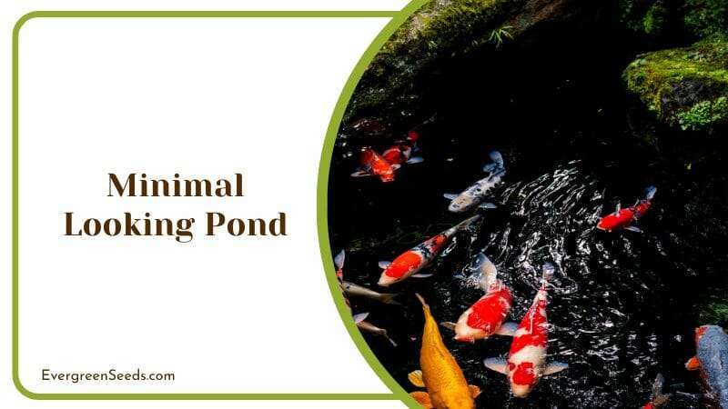 Minimal Looking Pond with Variety of Koi Fishes Swimming