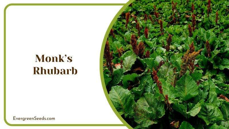 Monks Rhubarb Rumex alpinus Weeds and Plants Outdoors