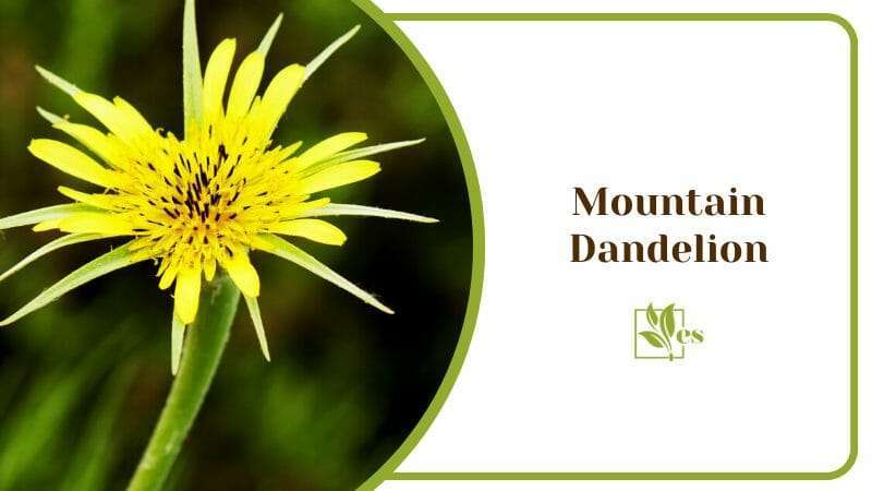 Mountain Dandelion Agoseris glauca Yellow False Dandelion Flower in Full Bloom
