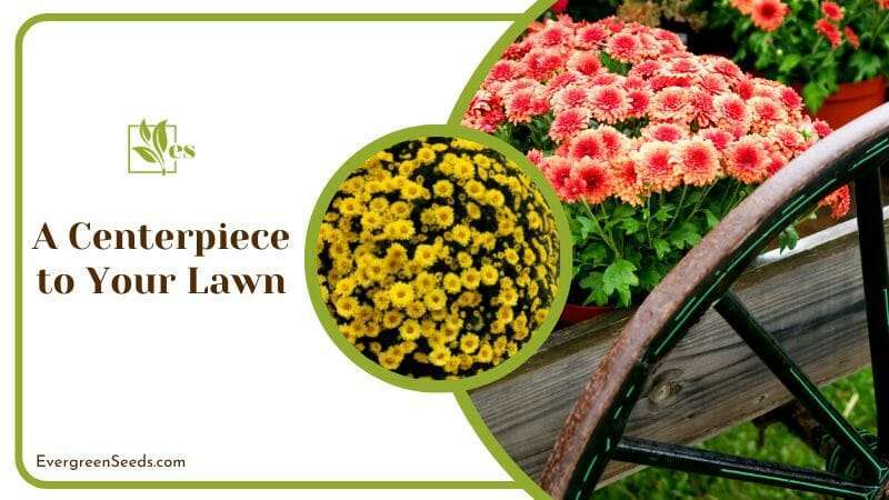 Mums Flowers Centerpiece to Your Lawn