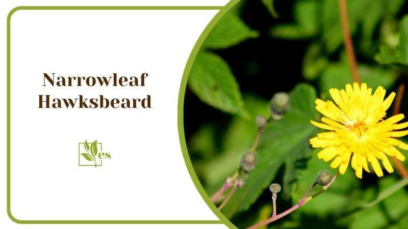Narrowleaf Hawksbeard Yellow Bloom Flower Found In Outdoor Gardens