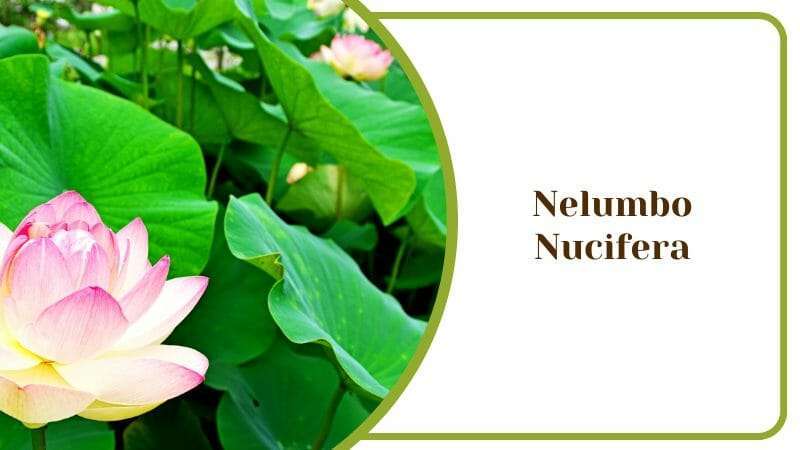 Nelumbo Nucifera Lotus Water Lily Aquatic Plant