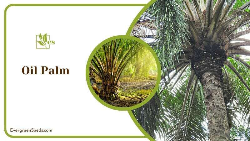 Oil Palm Tree in Africa