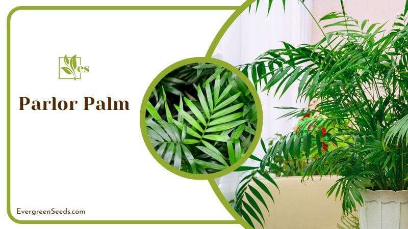 Parlor Palm Looks Like Decorative Bamboo