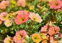 Pests Eating Petunias Plant And Ways To Control Them