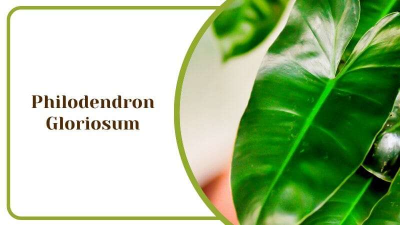 Philodendron Gloriosum Heavy Leaf Plant