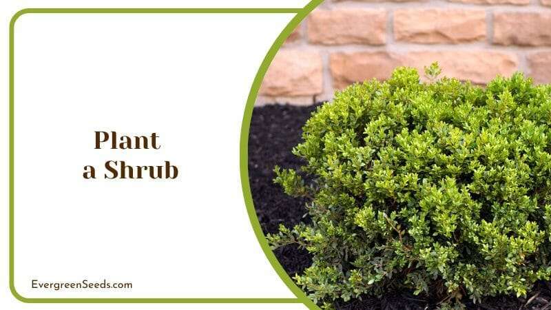 Plant a Shrub Shrubs For Landscaping Ideas Around the Home