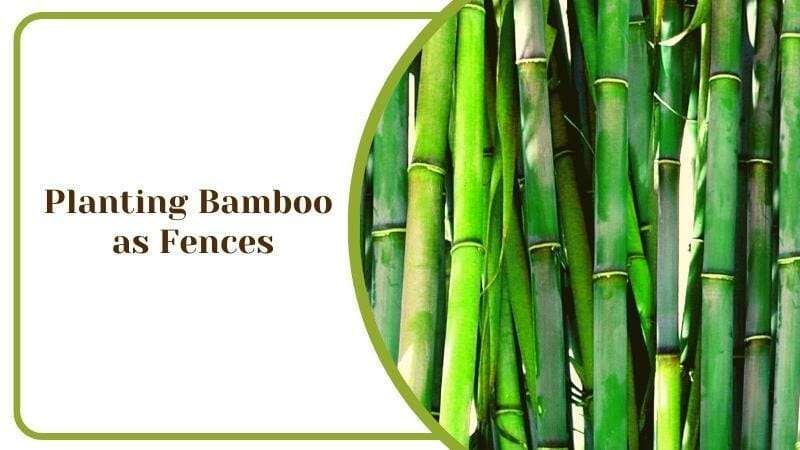 Planting Bamboo as Fences